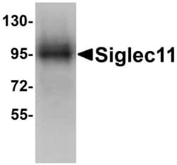 Siglec-11 Antibody - BSA Free, Novus Biologicals:Antibodies:Primary Antibodies