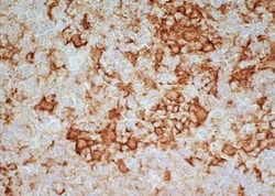 Siglec-1/CD169 Antibody (ED3) - BSA Free, Novus Biologicals:Antibodies:Primary