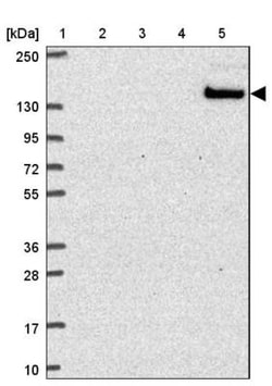 Siglec-1/CD169 Antibody, Novus Biologicals 25 &mu;L, Unlabeled:Antibodies,