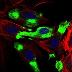 Siglec-2/CD22 Antibody (1A3A11) - BSA Free, Novus Biologicals 0.1mL; Unlabeled:Antibodies,