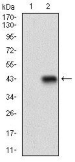 Siglec-2/CD22 Antibody (1A3A11) - BSA Free, Novus Biologicals 0.1mL; Unlabeled:Antibodies,