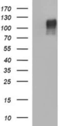 Siglec-2/CD22 Antibody (OTI1F12), Novus Biologicals 0.1mL; Unlabeled:Antibodies,