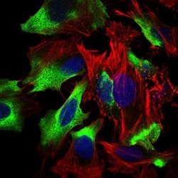 Siglec-2/CD22 Antibody (2H1C4) - BSA Free, Novus Biologicals 0.1mL; Unlabeled:Antibodies,