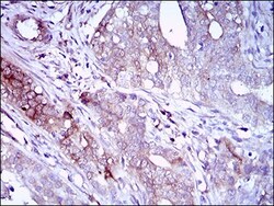 Siglec-2/CD22 Antibody (2H1C4) - BSA Free, Novus Biologicals 0.1mL; Unlabeled:Antibodies,