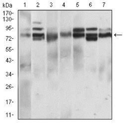 Siglec-2/CD22 Antibody (2H1C4) - BSA Free, Novus Biologicals 0.1mL; Unlabeled:Antibodies,