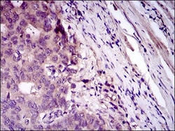 Siglec-3/CD33 Antibody (2C6B7) - BSA Free, Novus Biologicals 0.1mL; Unlabeled:Antikörper
