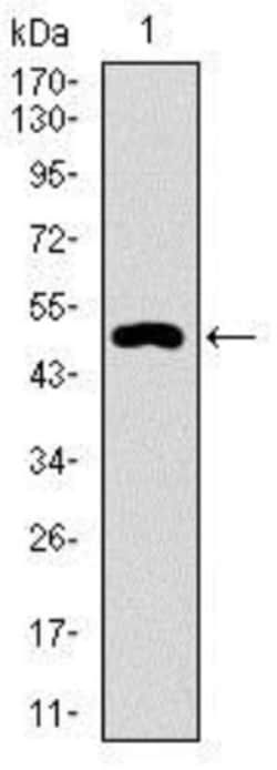 Siglec-3/CD33 Antibody (2C6B7) - BSA Free, Novus Biologicals 0.1mL; Unlabeled:Antikörper