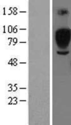 Novus Biologicals&trade;&nbsp;Siglec-5/CD170 Overexpression Lysate