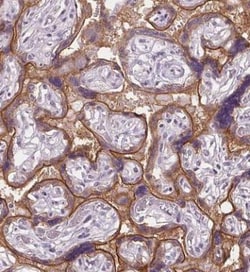 Siglec-6/CD327 Antibody, Novus Biologicals 25 &mu;L; Unlabeled:Antibodies,