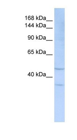 Siglec-7/CD328 Antibody, Novus Biologicals:Antibodies:Primary Antibodies