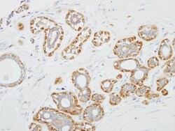 Siglec-8 Antibody, Novus Biologicals 0.1mL; Unlabeled:Antibodies, Polyclonal