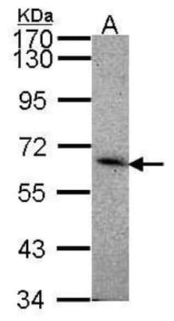 Siglec-8 Antibody, Novus Biologicals 0.1mL; Unlabeled:Antibodies, Polyclonal
