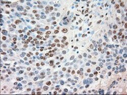 Siglec-9 Antibody (OTI1D9), Novus Biologicals 0.1mL; Unlabeled:Antibodies,