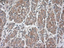 Siglec-9 Antibody (OTI1D9), Novus Biologicals 0.1mL; Unlabeled:Antibodies,