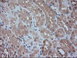 Siglec-9 Antibody (OTI1D9), Novus Biologicals 0.1mL; Unlabeled:Antibodies,