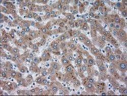 Siglec-9 Antibody (OTI1D9), Novus Biologicals 0.1mL; Unlabeled:Antibodies,