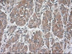 Siglec-9 Antibody (OTI1D9), Novus Biologicals 0.1mL; Unlabeled:Antibodies,
