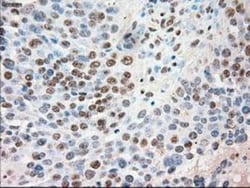 Siglec-9 Antibody (OTI1D9), Novus Biologicals 0.1mL; Unlabeled:Antibodies,