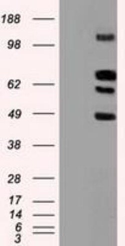 Siglec-9 Antibody (OTI1D9), Novus Biologicals 0.1mL; Unlabeled:Antibodies,