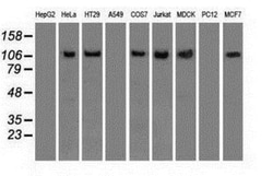 Siglec-9 Antibody (OTI1D9), Novus Biologicals 0.1mL; Unlabeled:Antibodies,