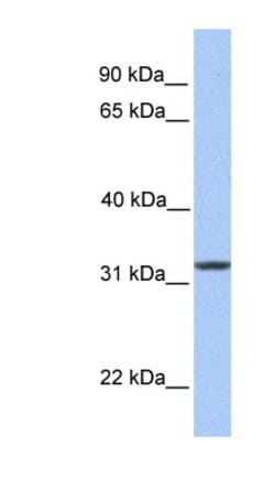 SIGLECL12 Antibody, Novus Biologicals 100 &mu;L | Buy Online | Novus Biologicals | Fisher Scientific