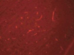 SIK3 Antibody - BSA Free, Novus Biologicals:Antibodies:Primary Antibodies