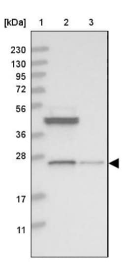 SIKE1 Antibody, Novus Biologicals:Antibodies:Primary Antibodies