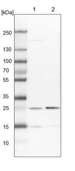 SIKE1 Antibody, Novus Biologicals:Antibodies:Primary Antibodies