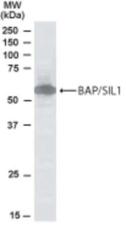 SIL1 Antibody, Novus Biologicals 0.1mg; Unlabeled:Antibodies, Polyclonal