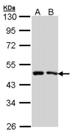 SIL1 Antibody, Novus Biologicals 0.1 mL | Buy Online | Novus Biologicals | Fisher Scientific