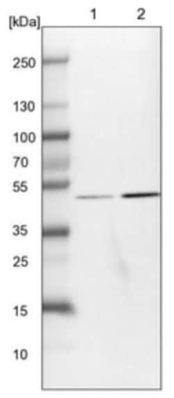 Sin1/MAPKAP1 Antibody, Novus Biologicals:Antibodies:Primary Antibodies