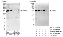 SIN3A Antibody, Novus Biologicals 0.1mL; Unlabeled:Antibodies, Polyclonal