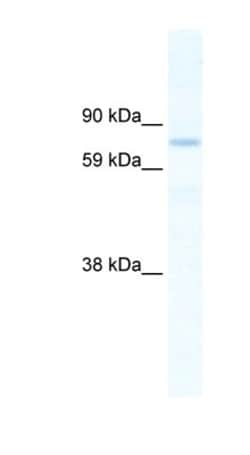 SIN3B Antibody, Novus Biologicals:Antibodies:Primary Antibodies
