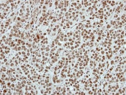 SIN3B Antibody, Novus Biologicals 0.1mL; Unlabeled:Antibodies, Polyclonal