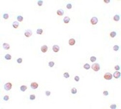 GEMIN2 Antibody - BSA Free, Novus Biologicals 0.1mg; Unlabeled:Antibodies,