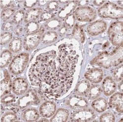 SIPA1L3 Antibody, Novus Biologicals 25 &mu;L, Unlabeled:Antibodies, Polyclonal