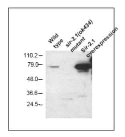 Sir2.1 Antibody, Novus Biologicals:Antibodies:Primary Antibodies