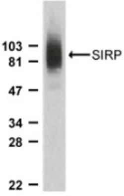 SIRP alpha/CD172a Antibody - BSA Free, Novus Biologicals 0.1mg; Unlabeled:Antibodies,