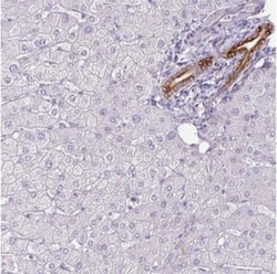 SIRPB2 Antibody, Novus Biologicals:Antibodies:Primary Antibodies