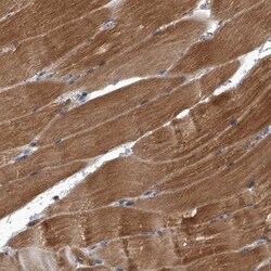 SIRT4 Antibody, Novus Biologicals 25ul | Buy Online | Novus Biologicals | Fisher Scientific