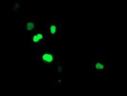 SIRT6 Antibody (OTI1G3), Novus Biologicals 0.1mL; Unlabeled:Antibodies,