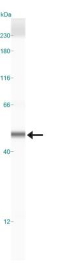 SIRT6 Antibody, Novus Biologicals:Antibodies:Primary Antibodies
