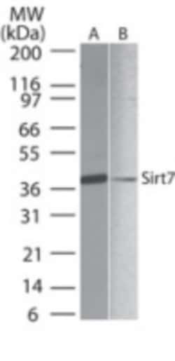 SIRT7 Antibody, Novus Biologicals 0.1mg; Unlabeled:Antibodies, Polyclonal