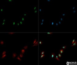SIRT7 Antibody 0.1mL; Unlabeled:Antibodies, Polyclonal