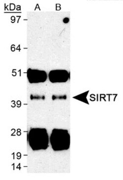 SIRT7 Antibody 0.1mL; Unlabeled:Antibodies, Polyclonal