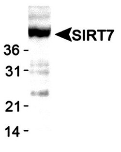 SIRT7 Antibody 0.1mL; Unlabeled:Antibodies, Polyclonal