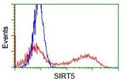 Sirtuin 5/SIRT5 Antibody (OTI2F1), Novus Biologicals 0.1mL; Unlabeled:Antibodies,
