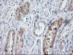 Sirtuin 5/SIRT5 Antibody (OTI2F1), Novus Biologicals 0.1mL; Unlabeled:Antibodies,