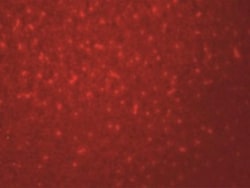 SIVA Antibody - BSA Free, Novus Biologicals 0.1mg; Unlabeled:Antibodies,