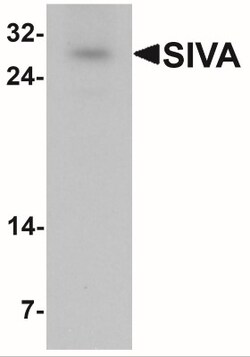 SIVA Antibody - BSA Free, Novus Biologicals 0.1mg; Unlabeled:Antibodies,